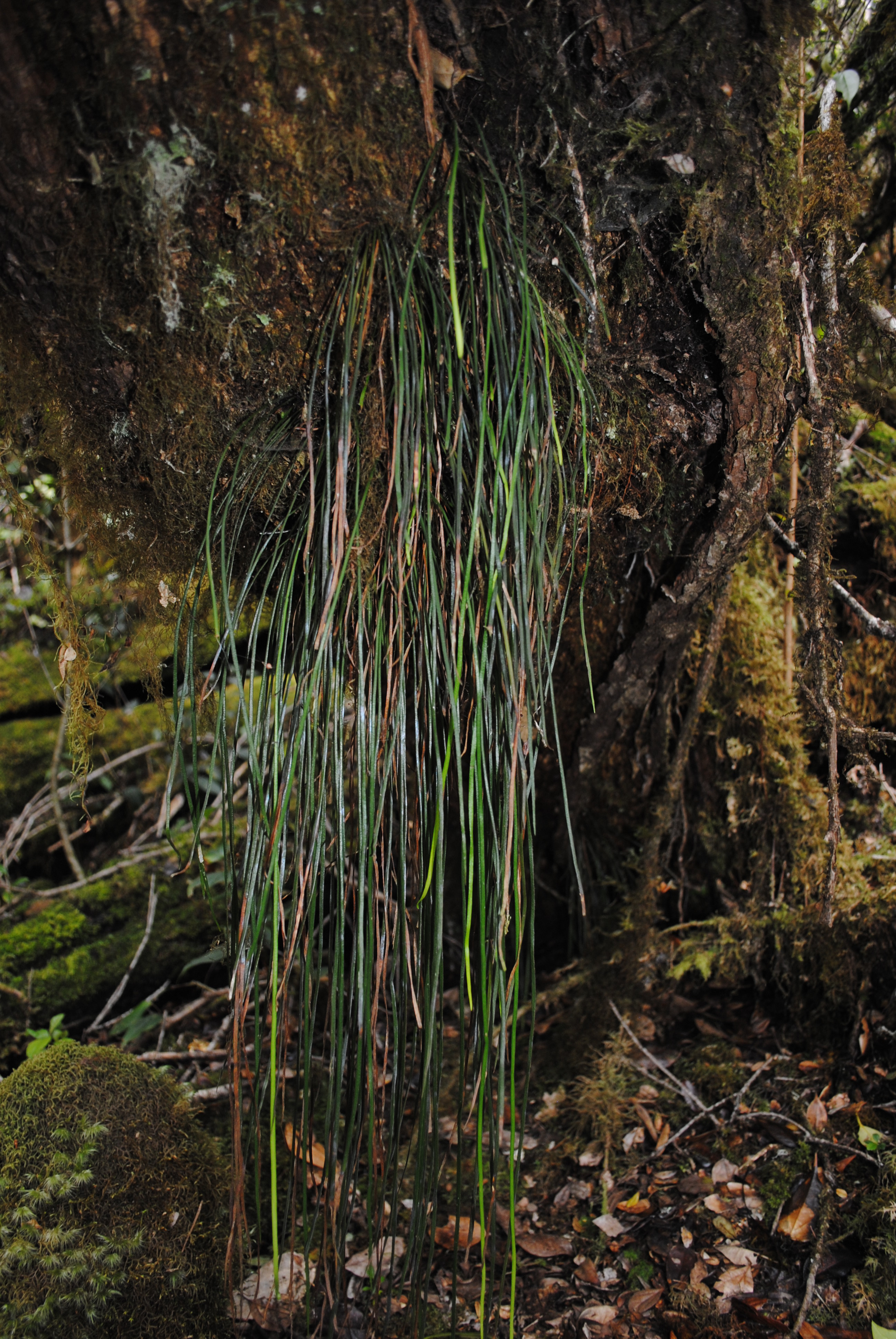 Haplopteris elongata