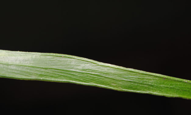 Haplopteris zosterifolia