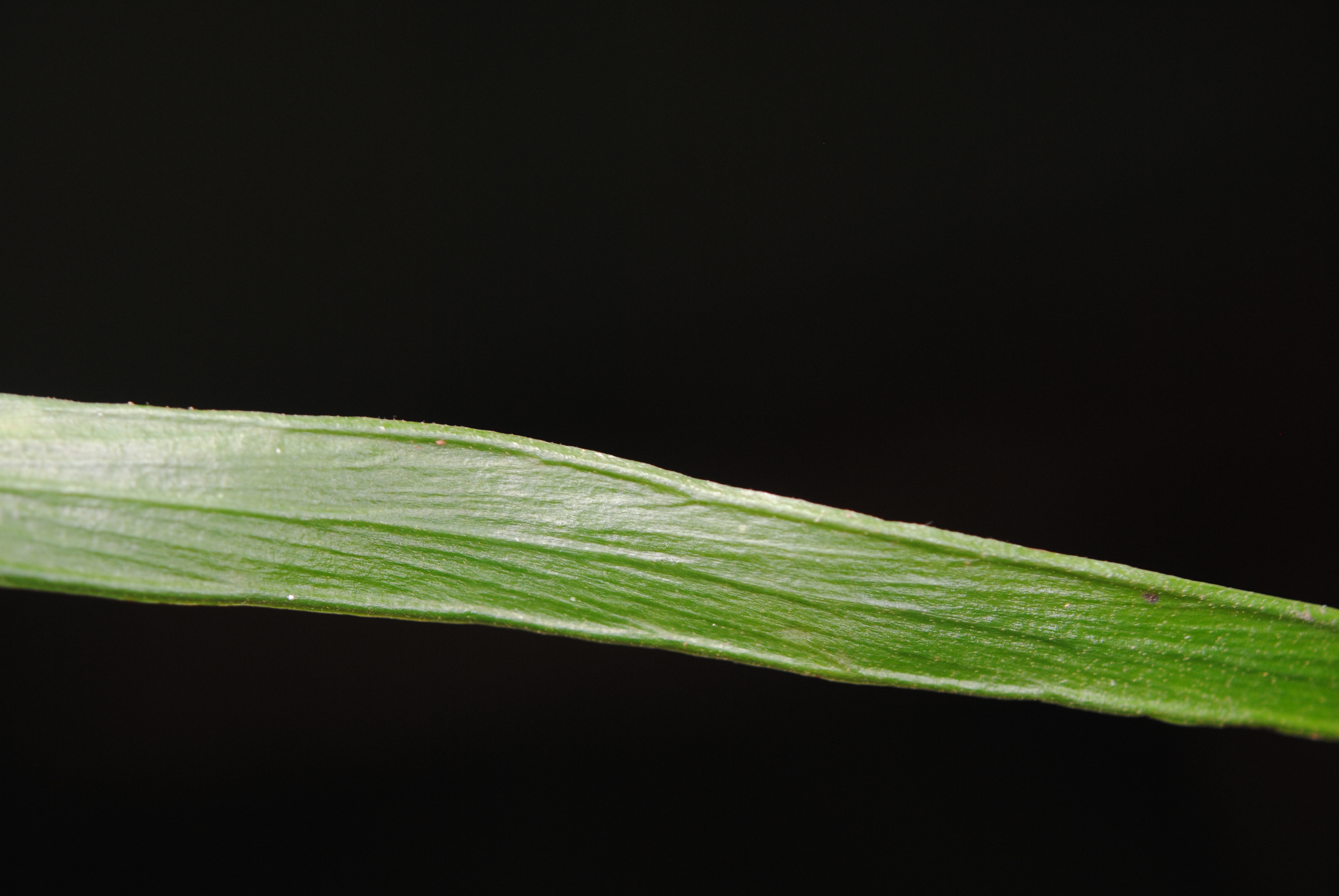 Haplopteris zosterifolia