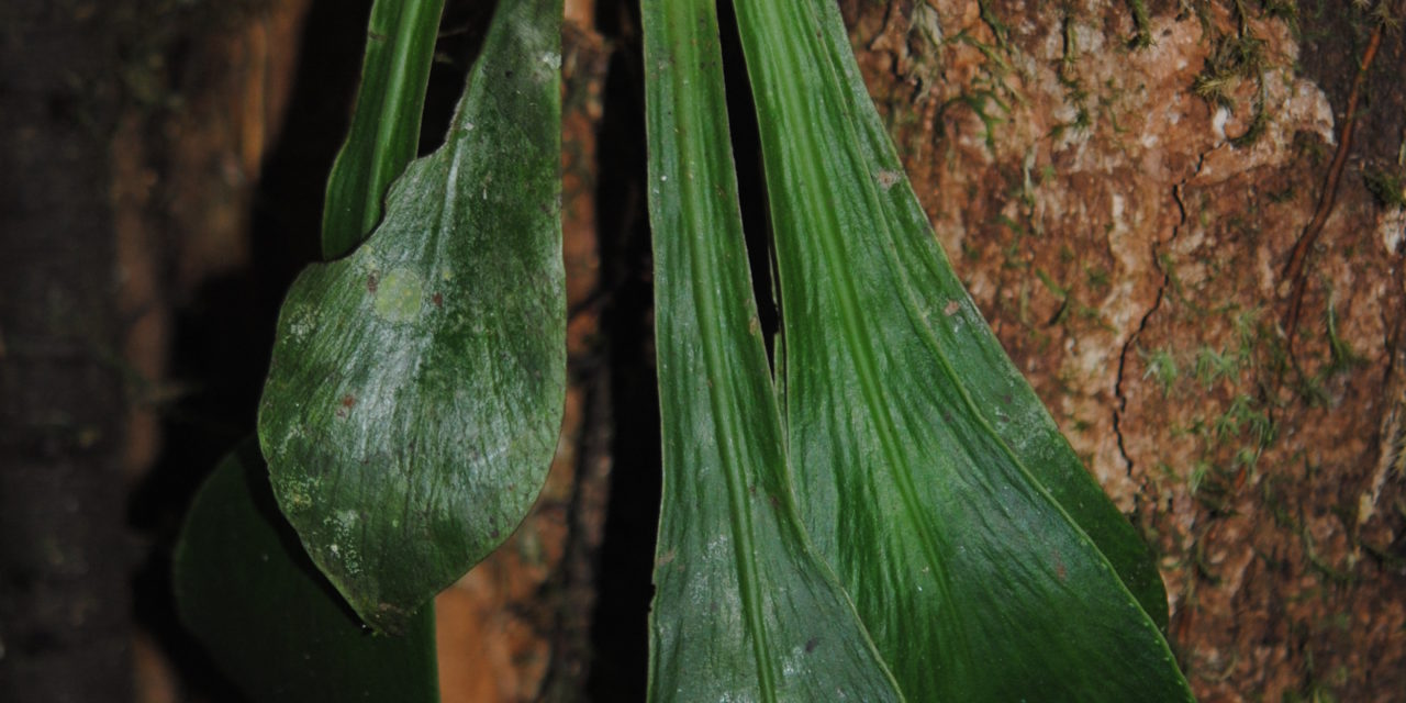 Antrophyum semicostatum