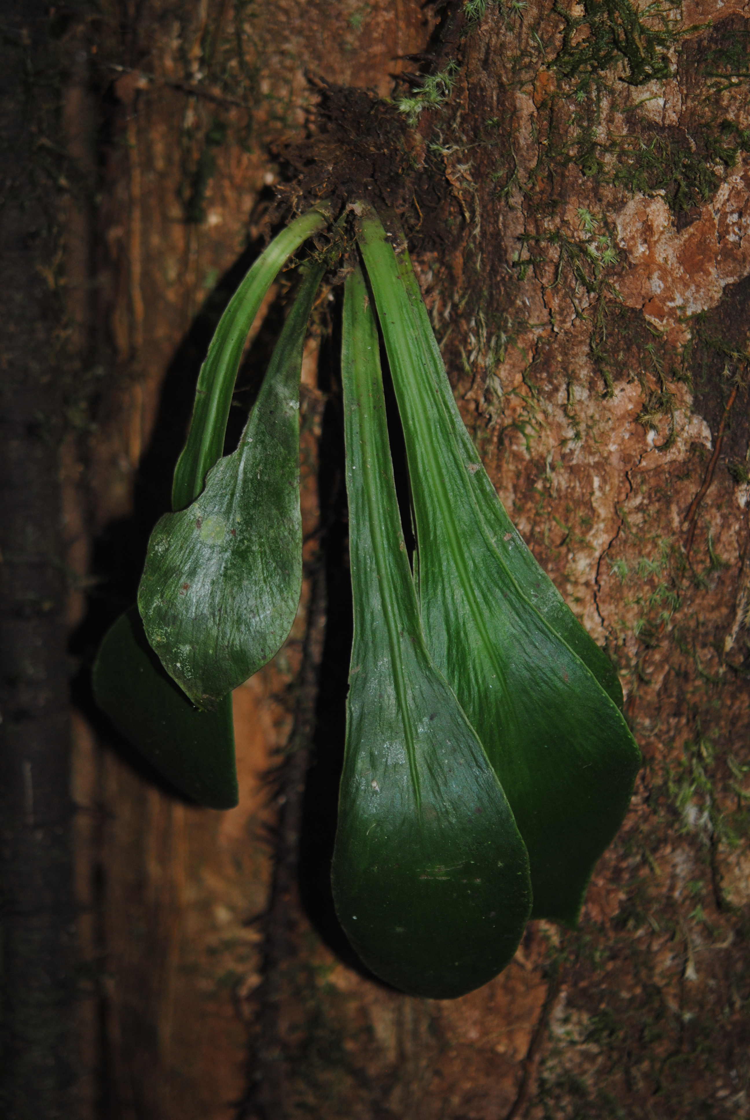 Antrophyum semicostatum