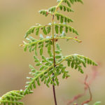 Cheilanthes cf marginata