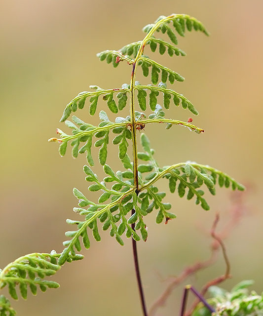 Cheilanthes cf marginata