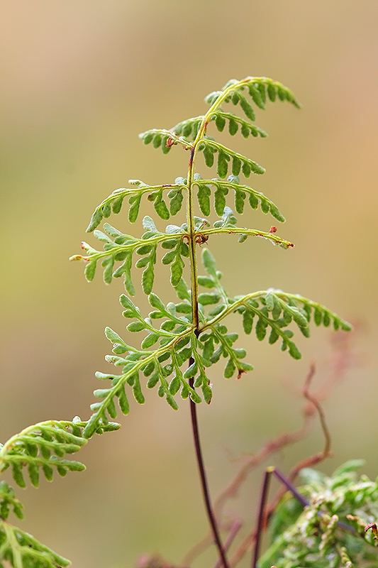 Cheilanthes cf marginata