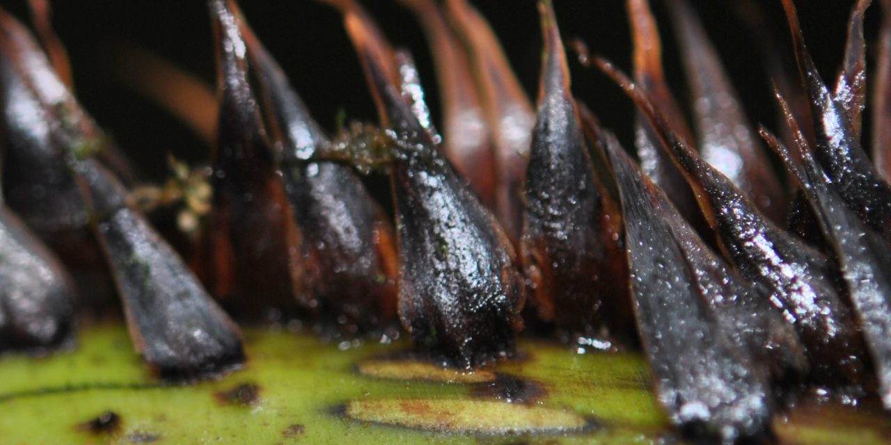 Cyathea cf crenata