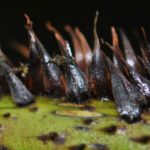 Cyathea cf crenata