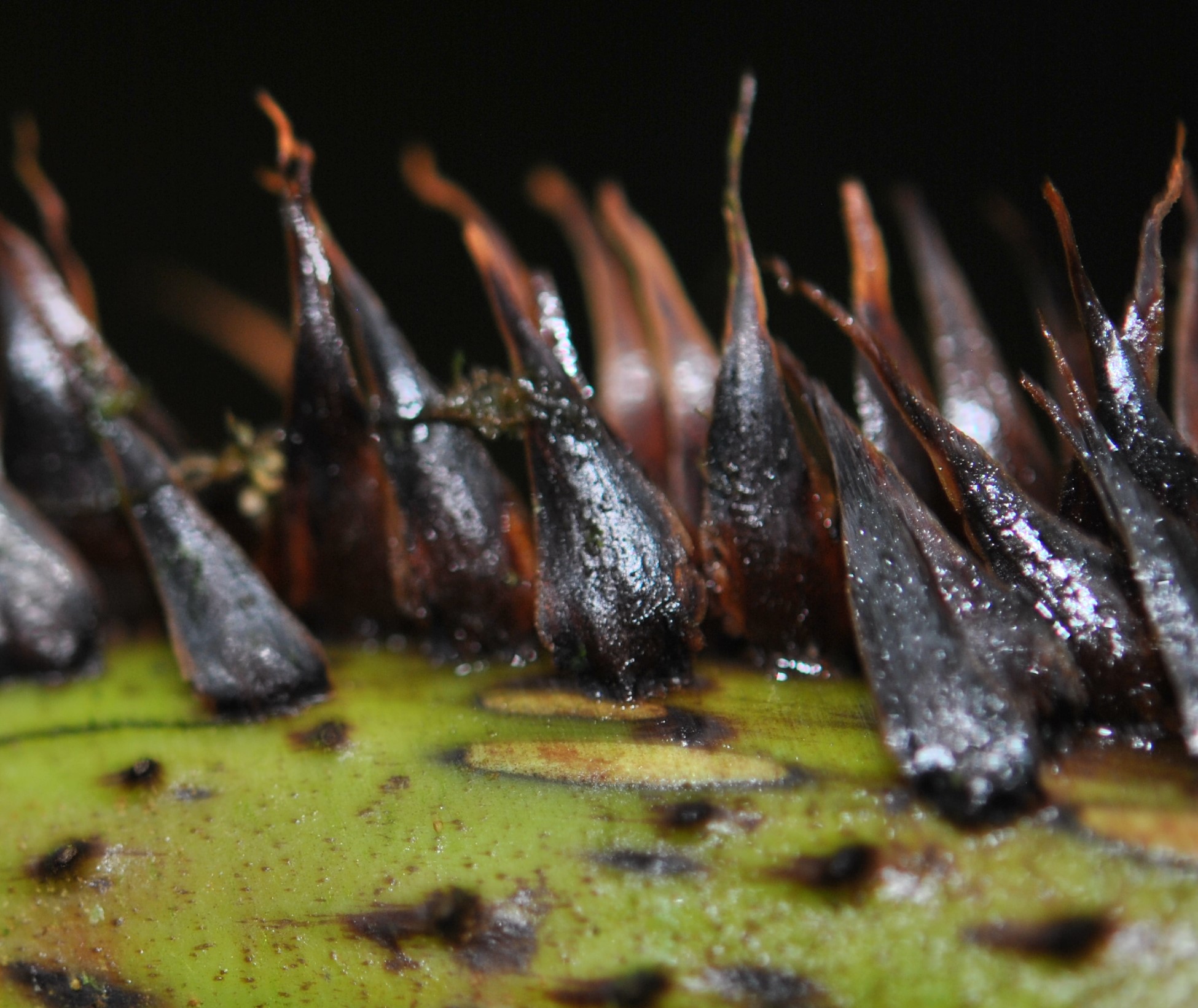 Cyathea cf crenata