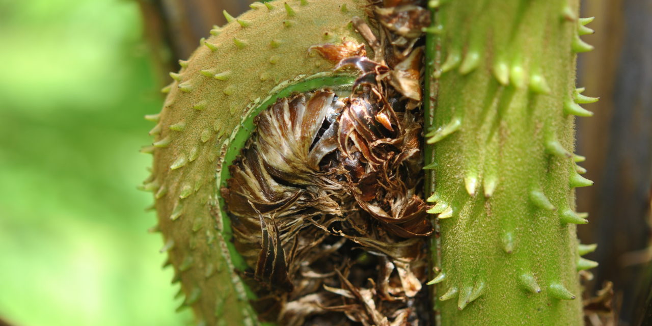 Cyathea trichiata