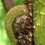 Cyathea trichiata