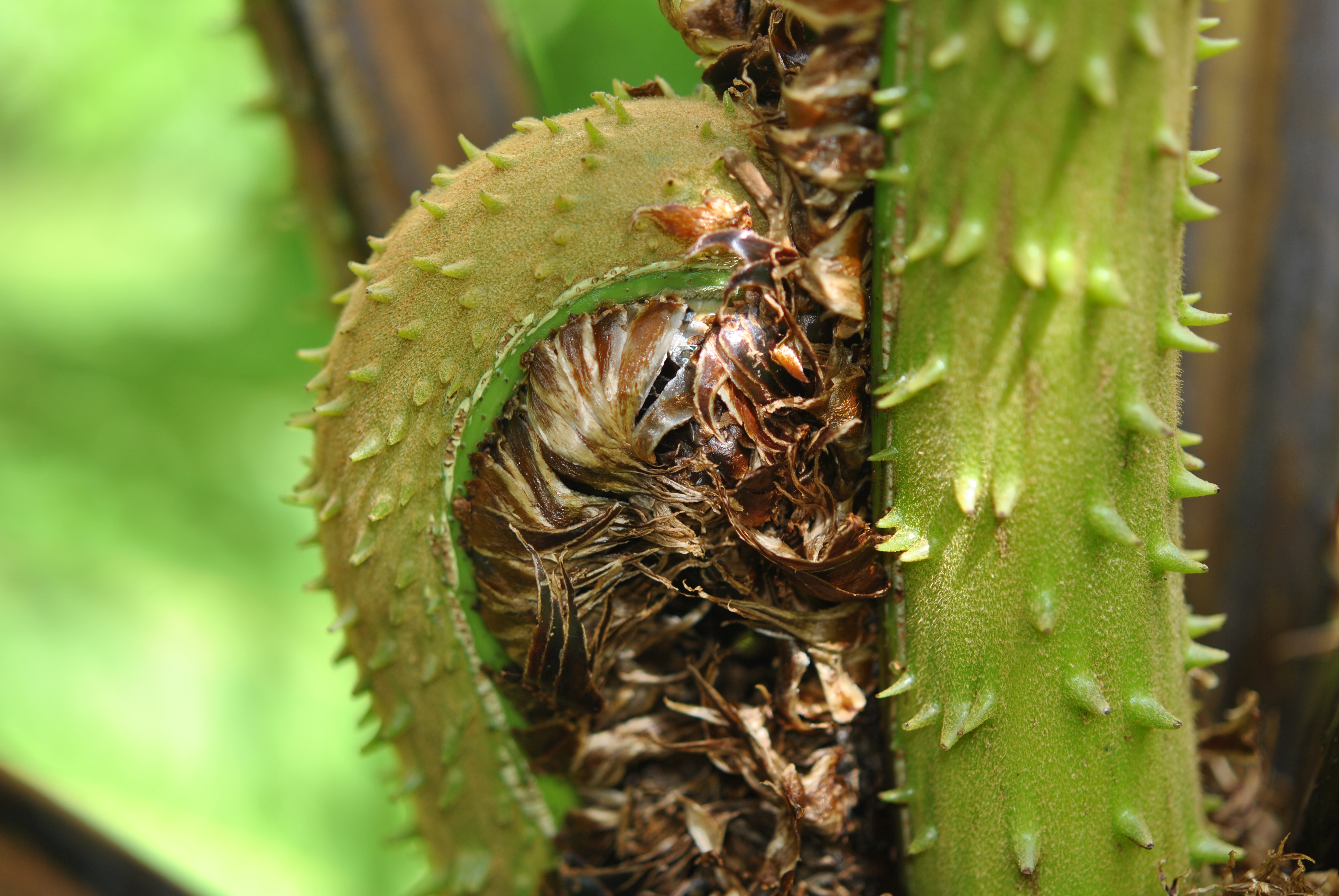 Cyathea trichiata