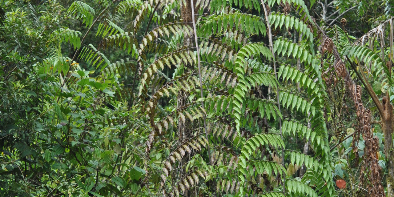 Cyathea divergens