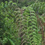 Cyathea divergens