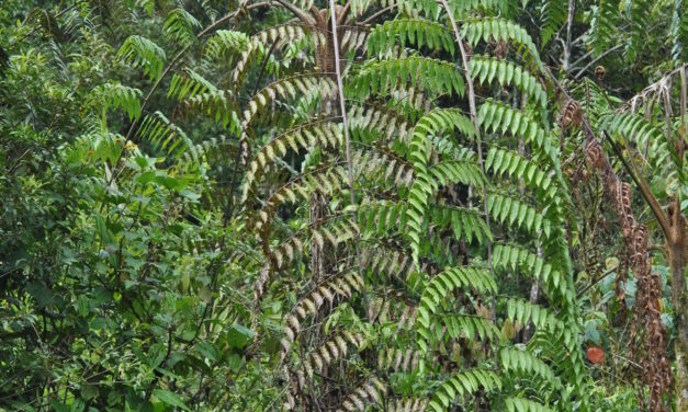 Cyathea divergens