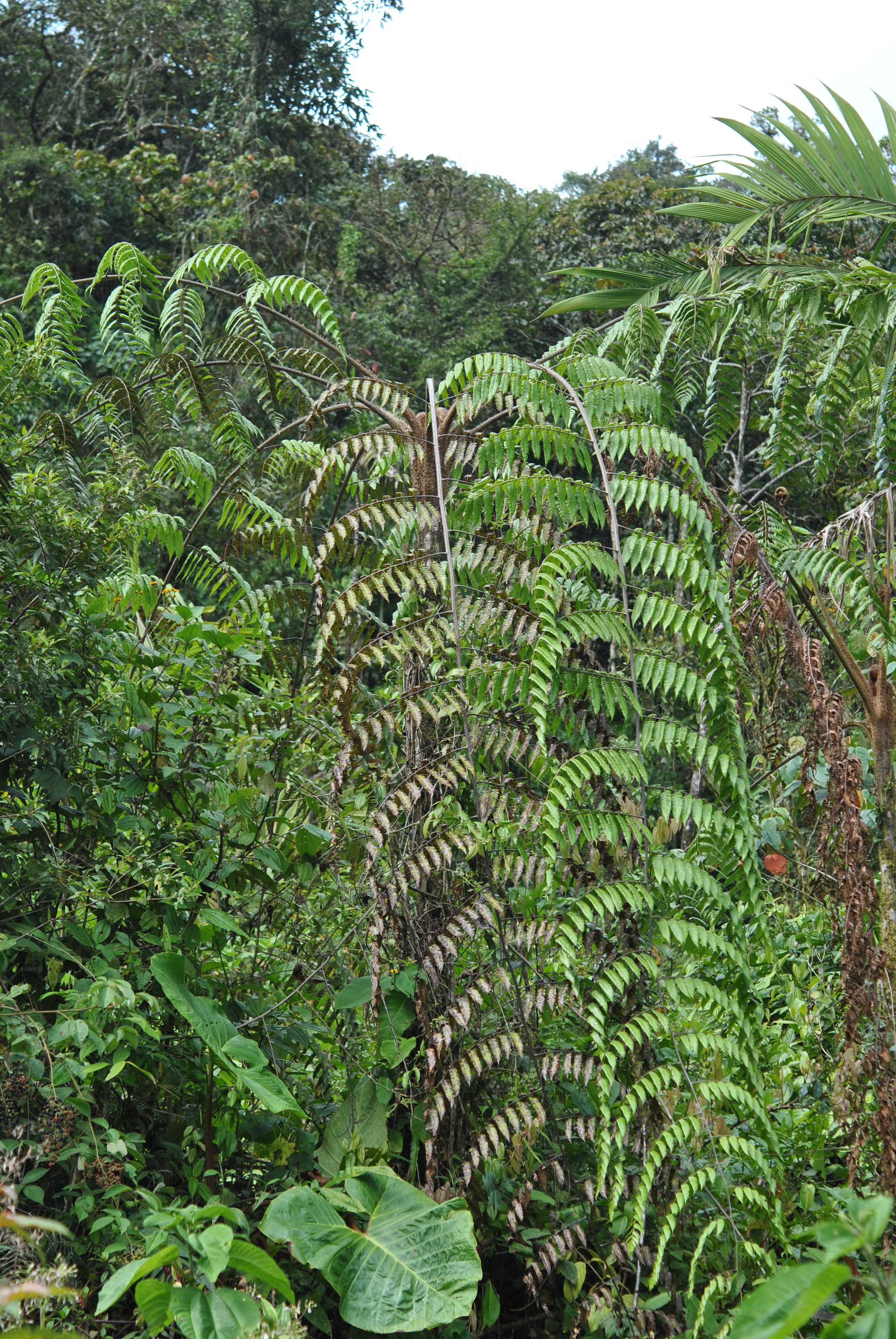 Cyathea divergens