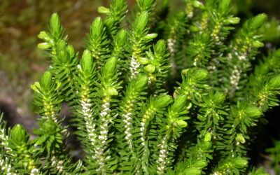 Huperzia australiana