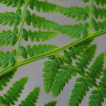 Athyrium filix-femina var. angustum