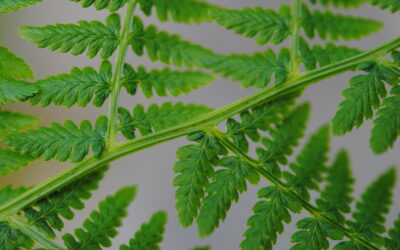 Athyrium filix-femina var. angustum