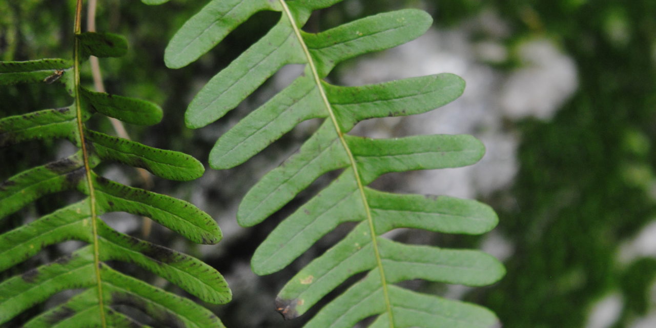 Polypodium virginianum