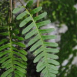 Polypodium virginianum