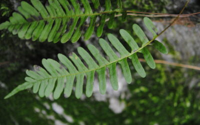 Polypodium virginianum