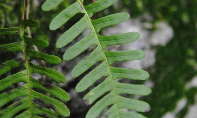 Polypodium virginianum