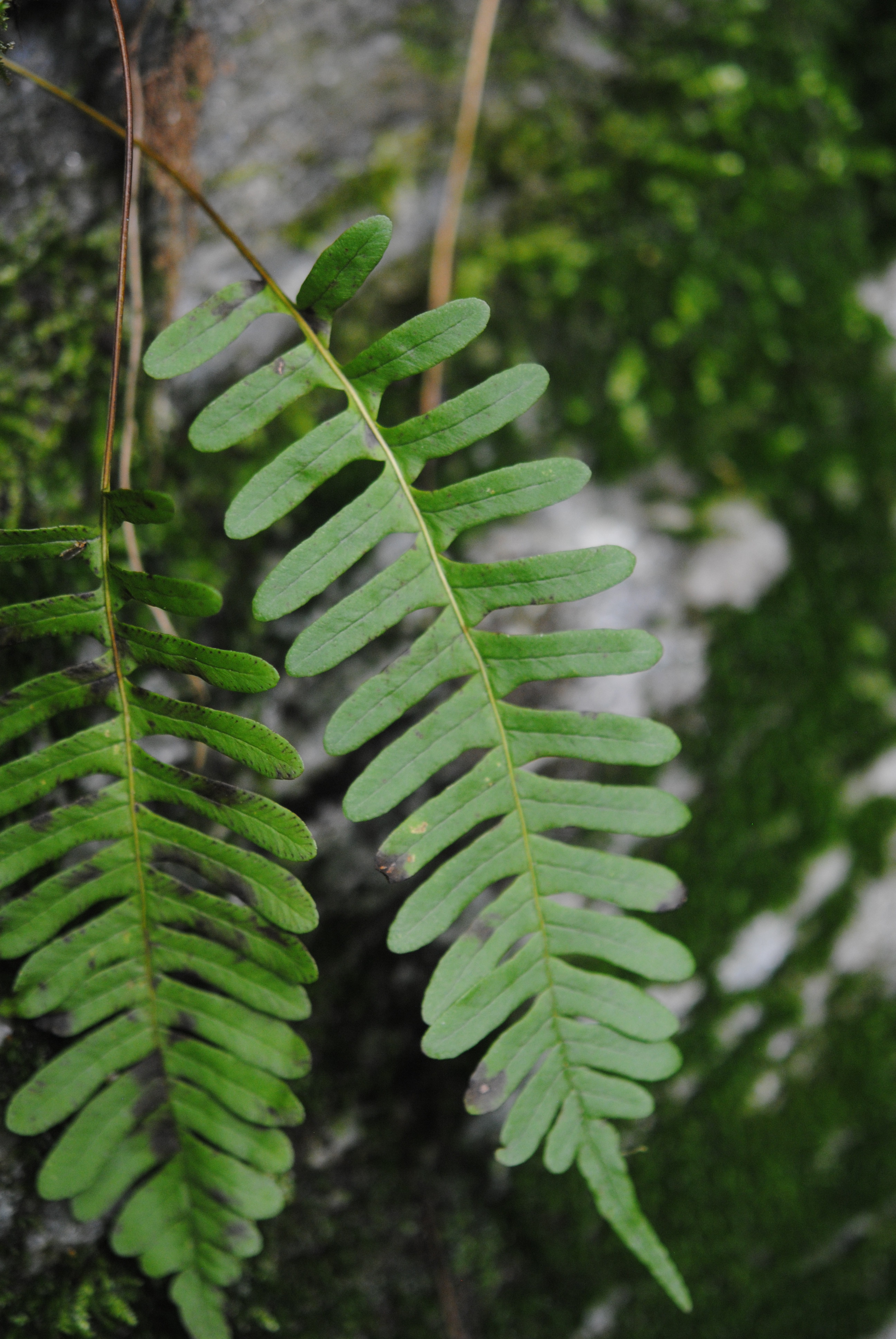 Polypodium virginianum