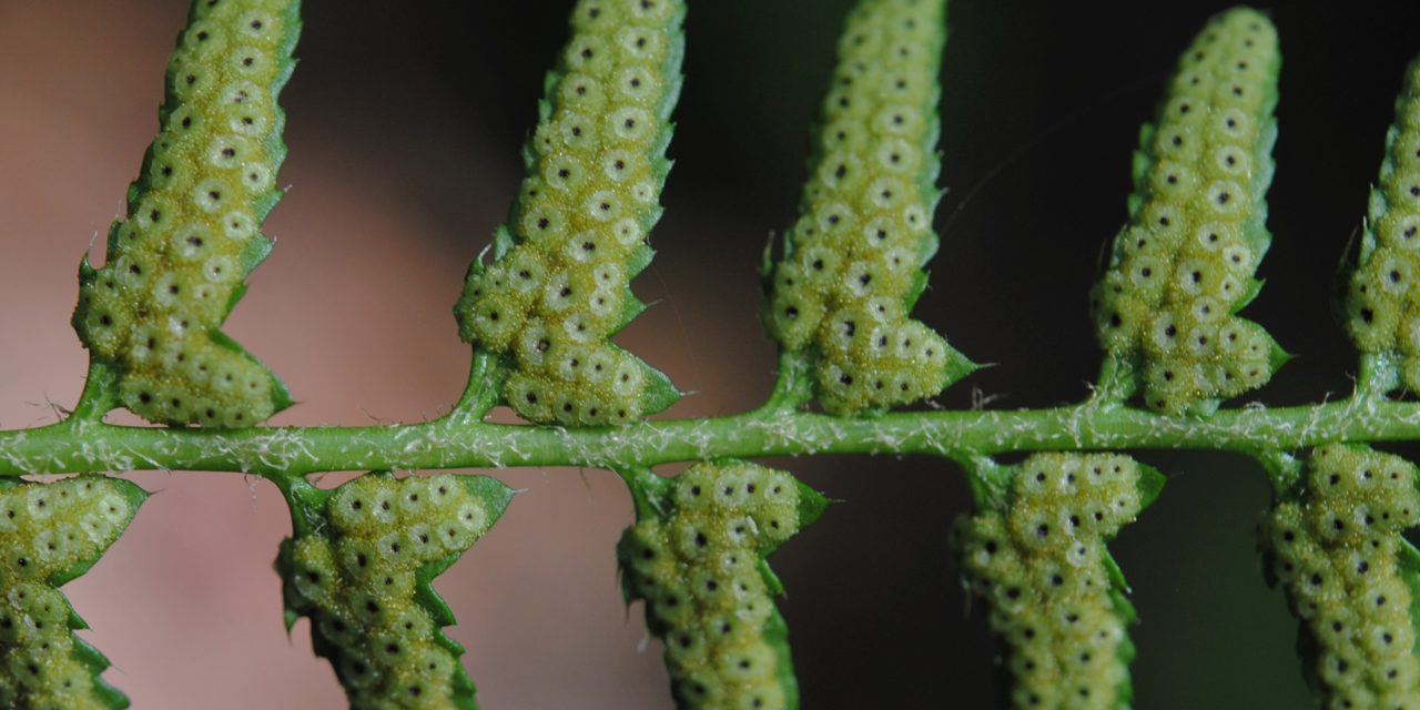 Polystichum acrostichoides