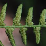 Polystichum acrostichoides