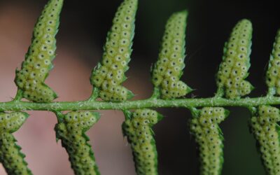 Polystichum acrostichoides