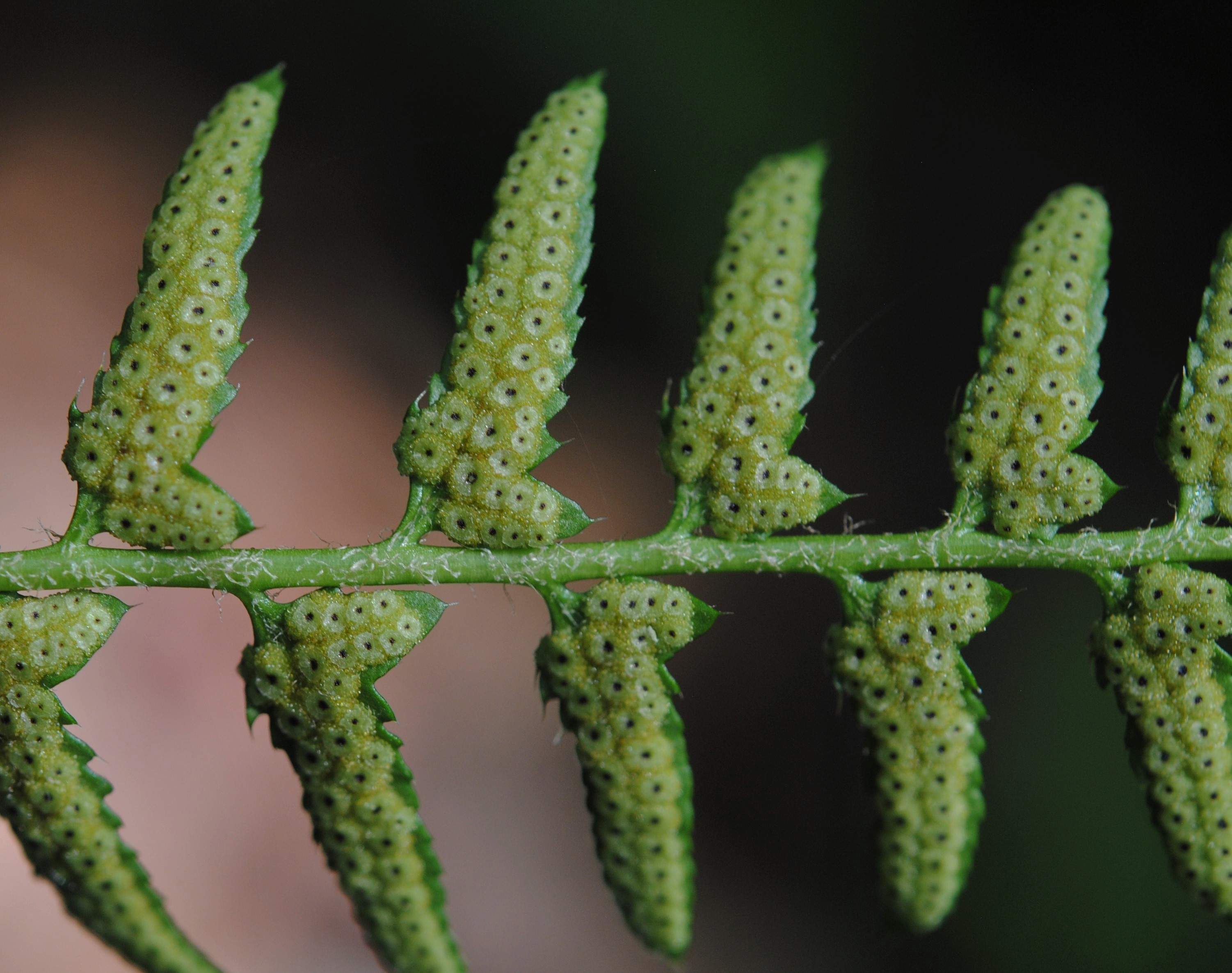 Polystichum acrostichoides