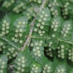 Polystichum braunii