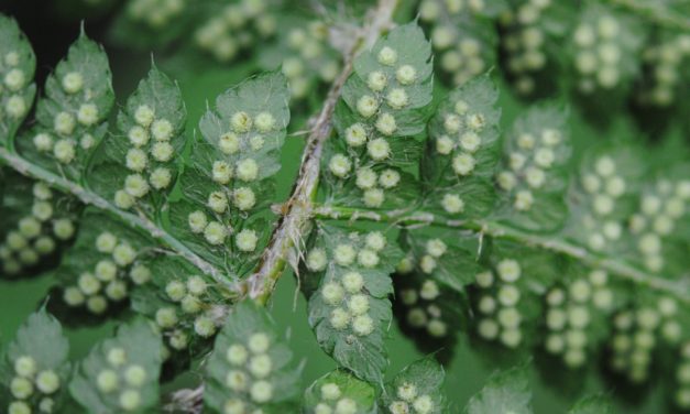 Polystichum braunii