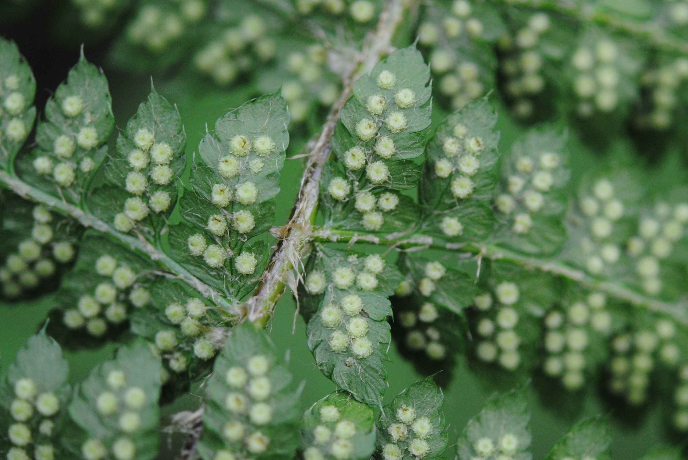 Polystichum braunii