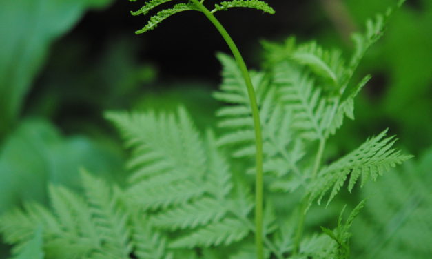 Botrypus virginianus