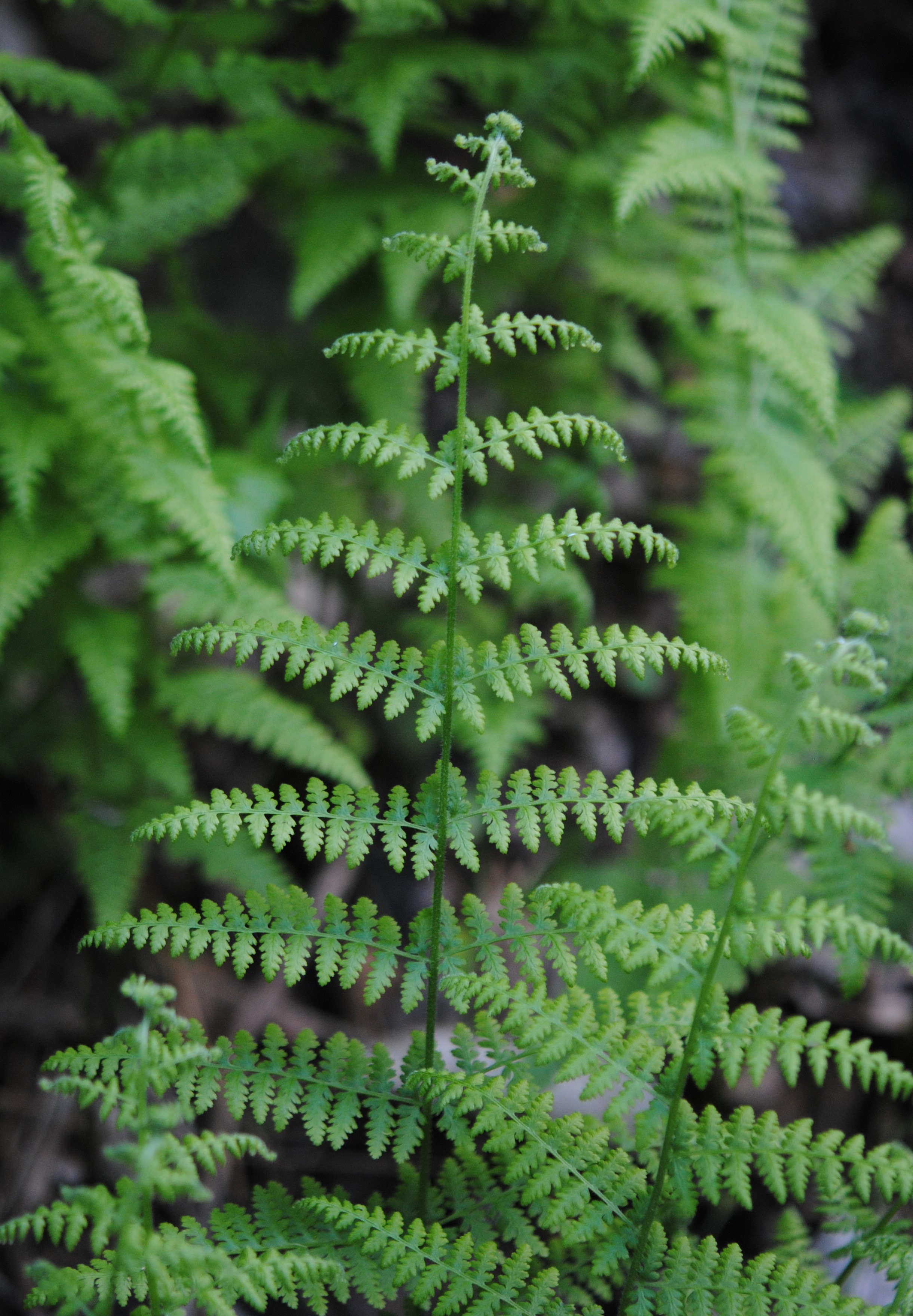 Dennstaedtia punctilobula