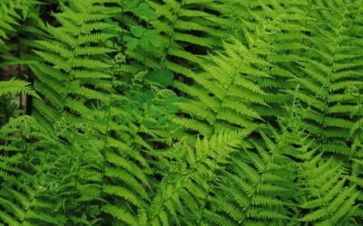 Thelypteris noveboracensis