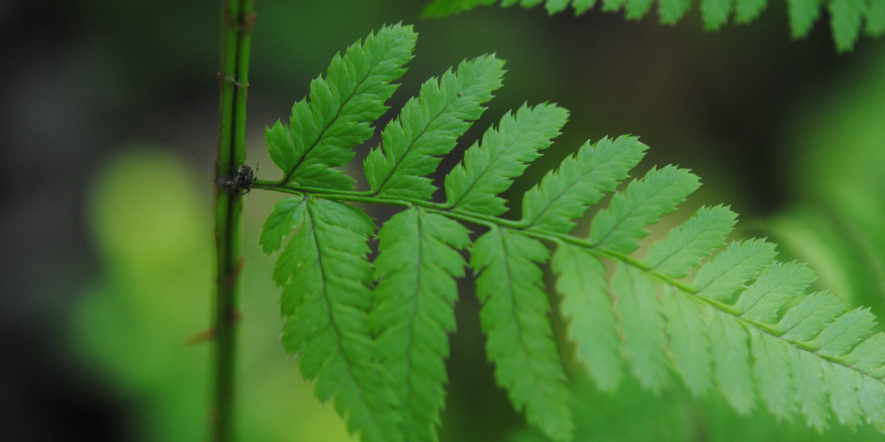 Dryopteris × triploidea