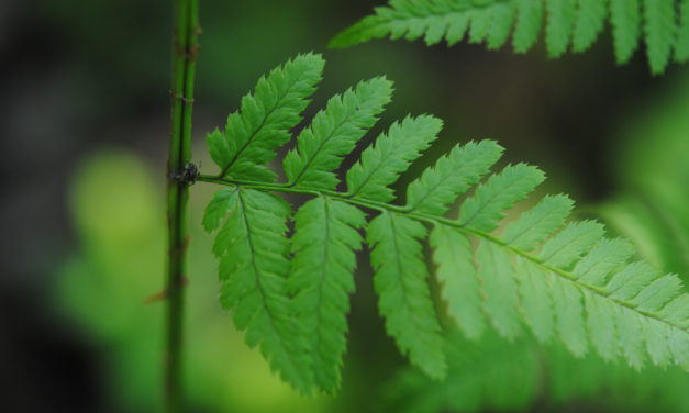 Dryopteris × triploidea