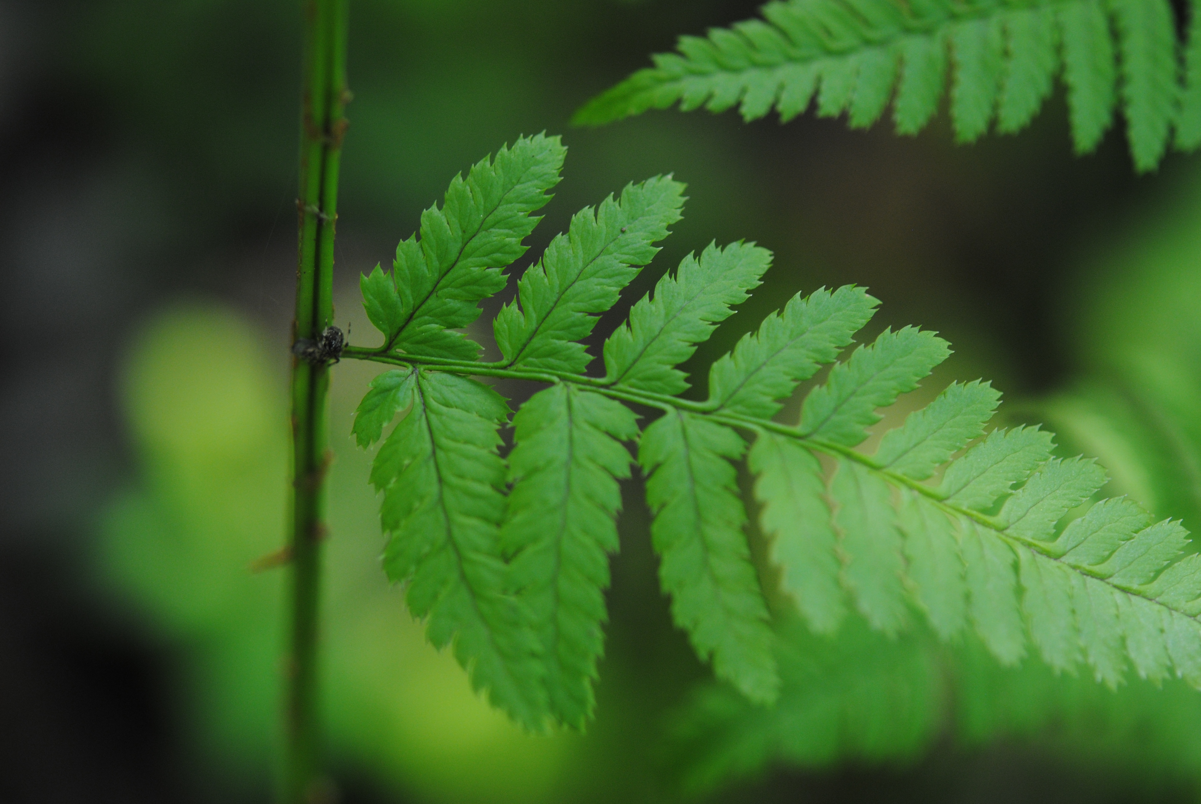 Dryopteris × triploidea