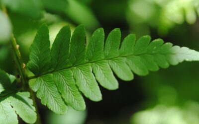 Dryopteris clintoniana