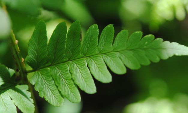 Dryopteris clintoniana