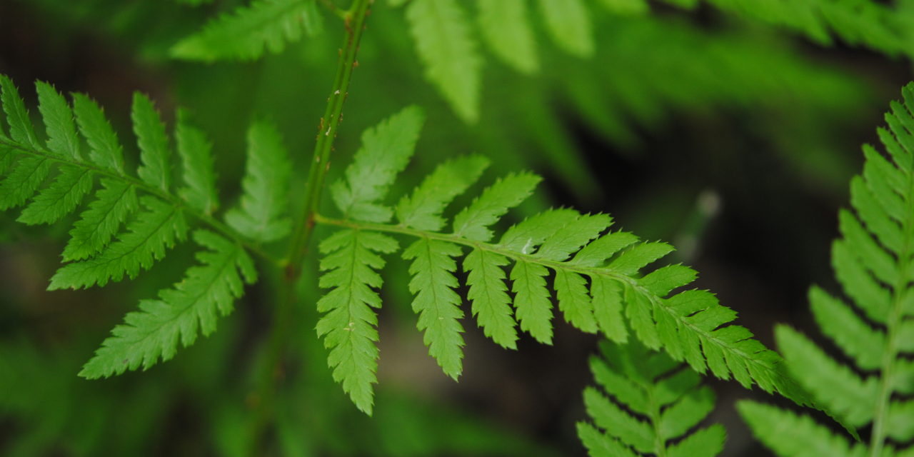 Dryopteris carthusiana