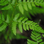 Dryopteris carthusiana