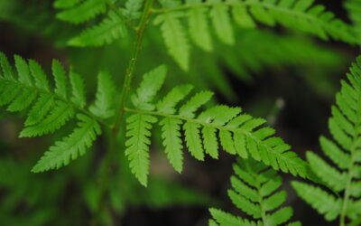 Dryopteris carthusiana