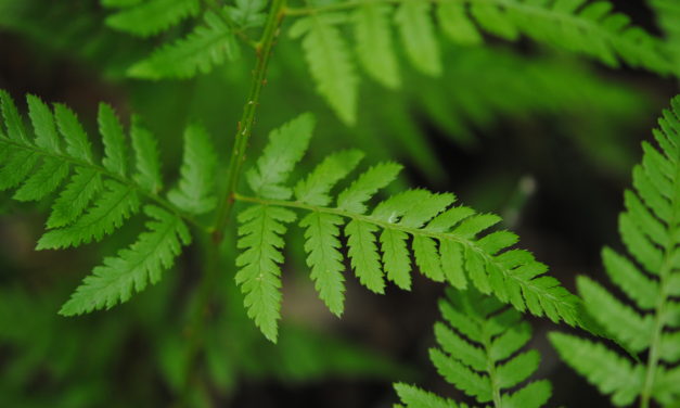 Dryopteris carthusiana