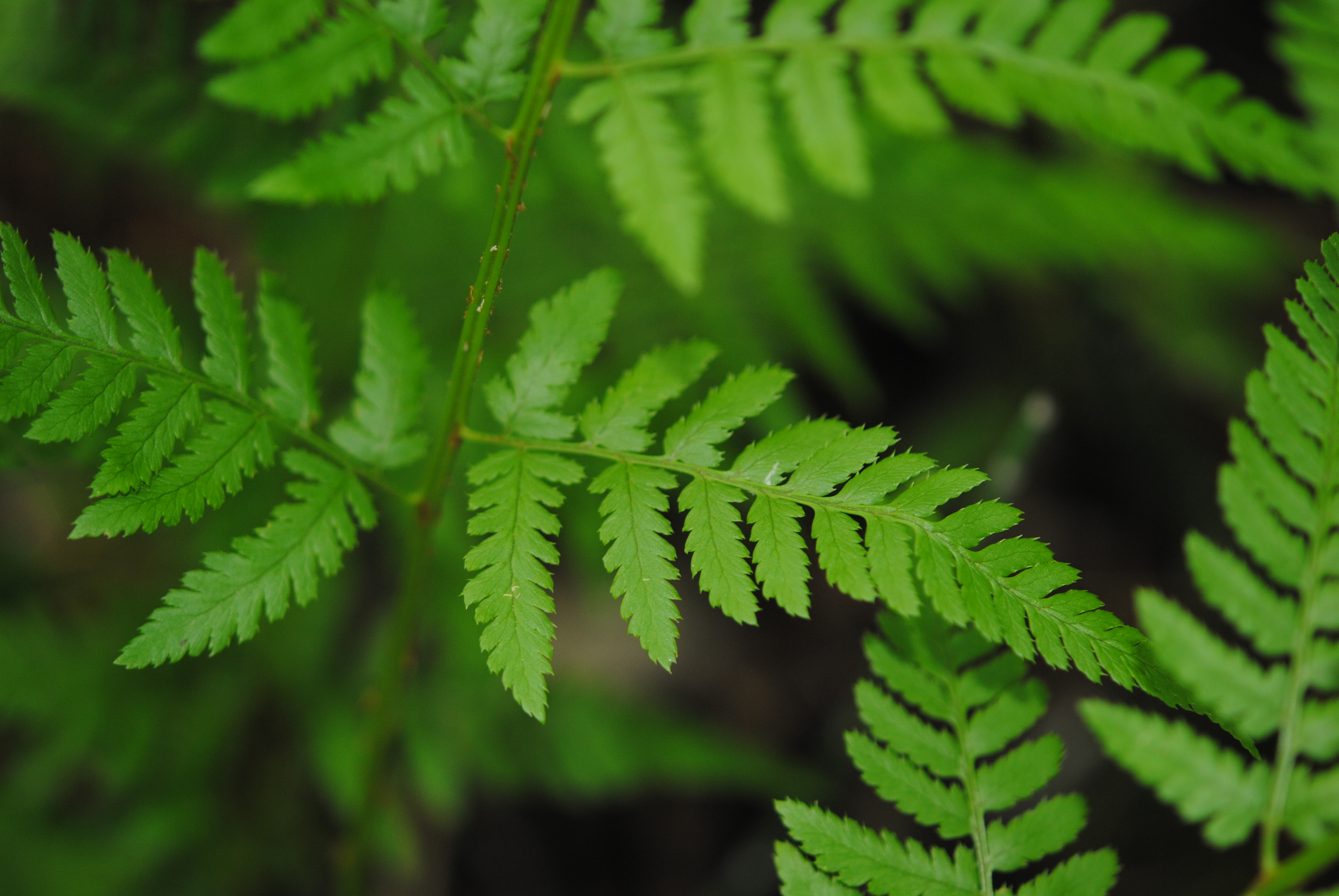 Dryopteris carthusiana