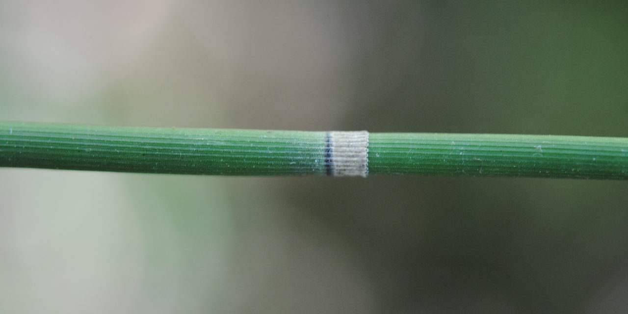 Equisetum hyemale subsp. affine