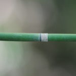 Equisetum hyemale subsp. affine