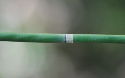 Equisetum hyemale subsp. affine