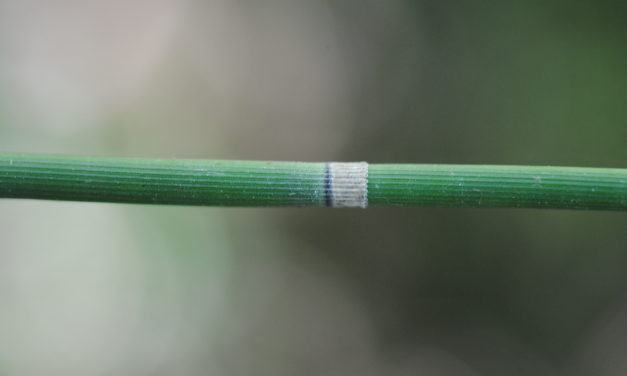 Equisetum hyemale subsp. affine